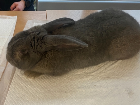 dennis giant rabbit.jpeg